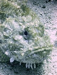 Stone Fish, Cirkewwa reef Malta by Ian Palmer 
